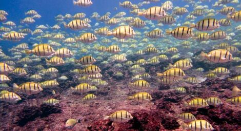 New marine sanctuary may be proposed
